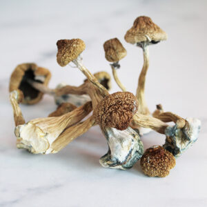 Buy Mushroom online